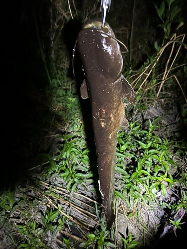 ナマズの釣果