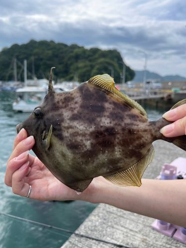 カワハギの釣果