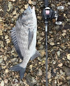チヌの釣果