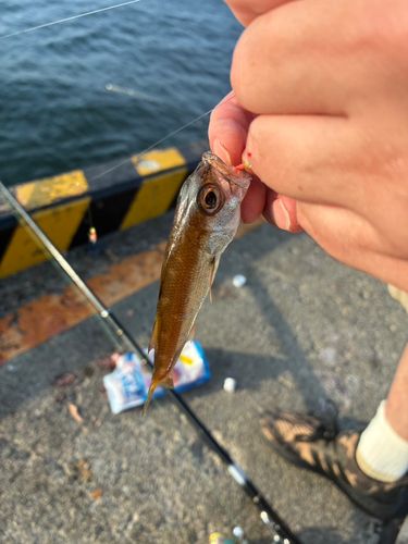 ムツの釣果