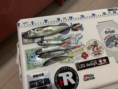 サバの釣果