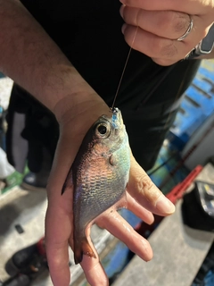 ハタンポの釣果