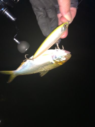 コノシロの釣果