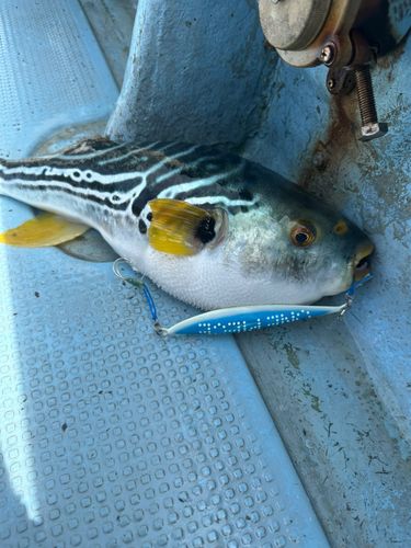 シマフグの釣果