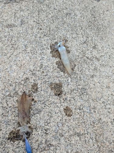 マメイカの釣果