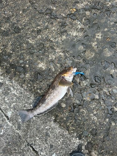 アブラコの釣果