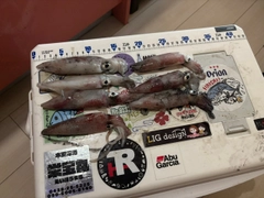 マルイカの釣果