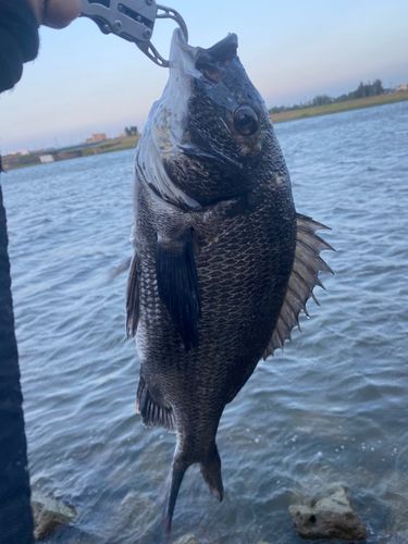 チヌの釣果