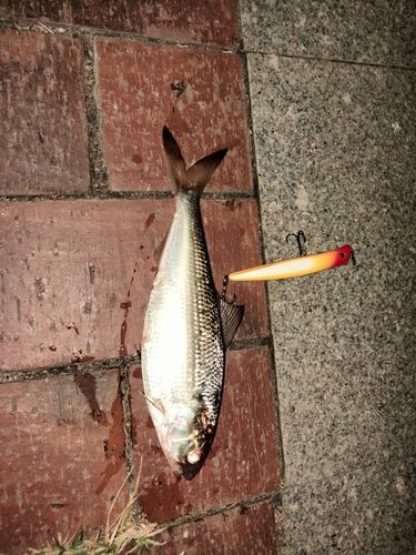 コノシロの釣果