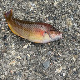 アカササノハベラ