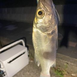 セイゴ（マルスズキ）