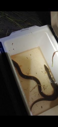 ニホンウナギの釣果