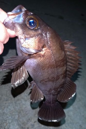 メバルの釣果