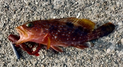 キジハタの釣果