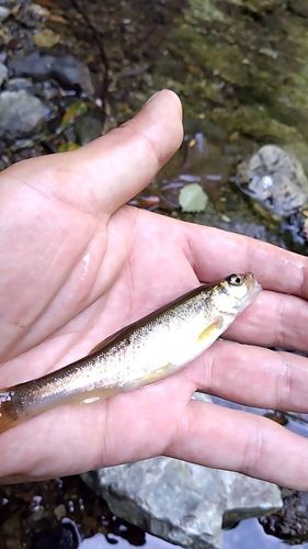 アブラハヤの釣果