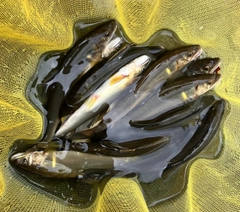 アユの釣果