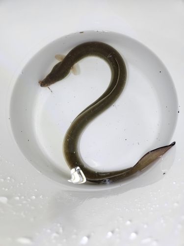 ニホンウナギの釣果