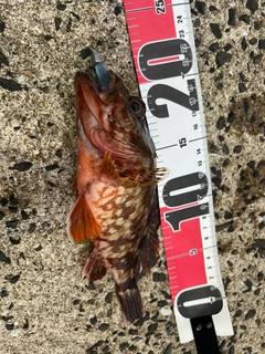 アコウの釣果