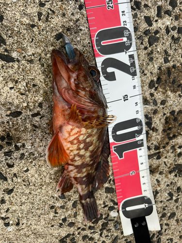 アコウの釣果