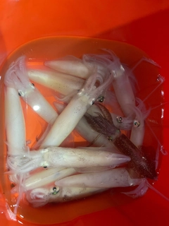 マメイカの釣果