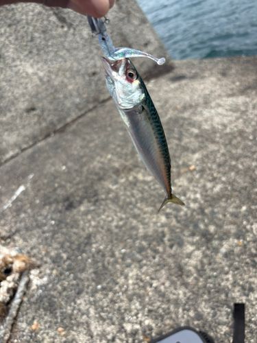 サバの釣果