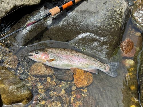 ニジマスの釣果