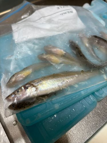 キスの釣果