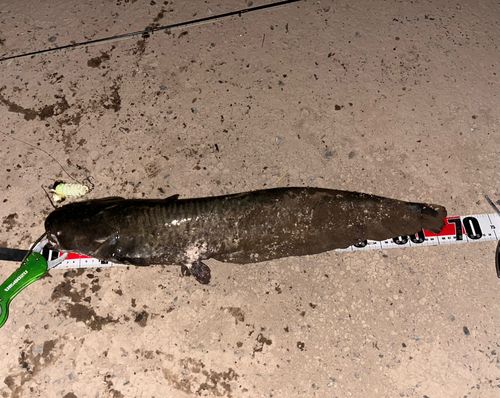 マナマズの釣果