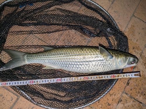 ボラの釣果