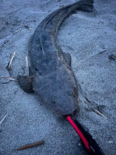 マゴチの釣果
