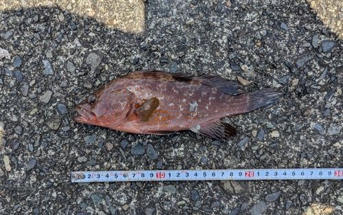 キジハタの釣果