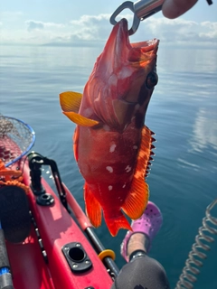 アカハタの釣果