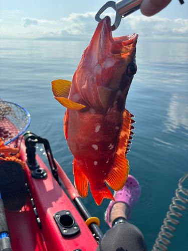 アカハタの釣果