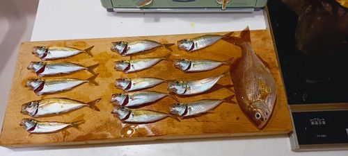 アジの釣果