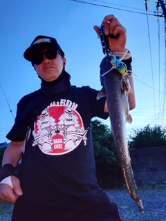 マナマズの釣果