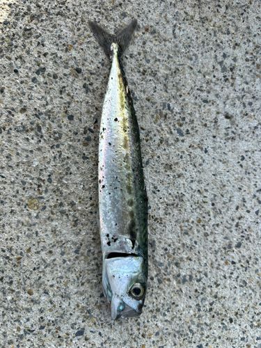 イワシの釣果