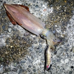 ケンサキイカの釣果