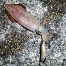 ケンサキイカ