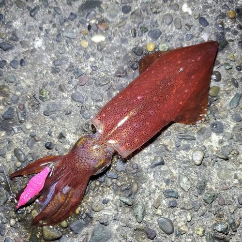 ケンサキイカの釣果