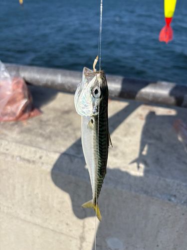 サバの釣果