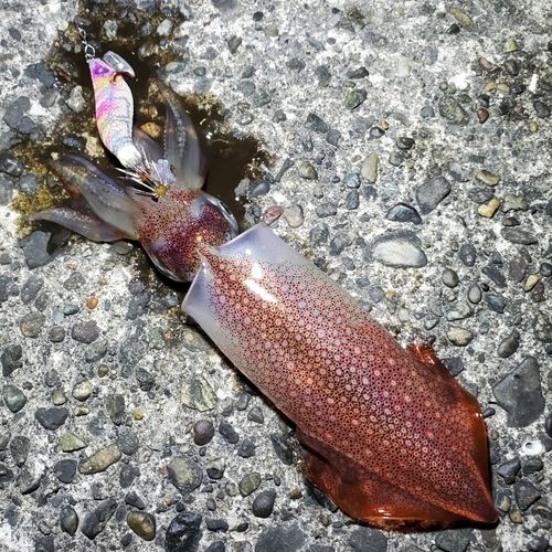 ケンサキイカの釣果