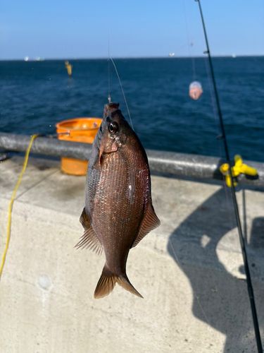 ウミタナゴの釣果