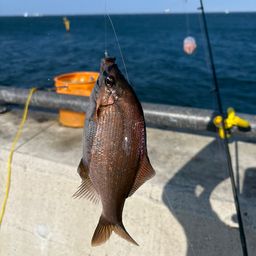 ウミタナゴ
