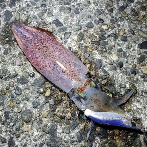 ケンサキイカの釣果