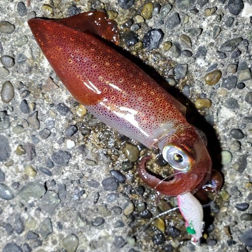 ケンサキイカの釣果