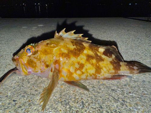 カサゴの釣果