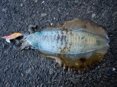 アオリイカの釣果