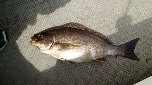 イサキの釣果