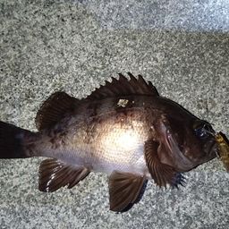 クロメバル