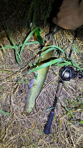 マナマズの釣果